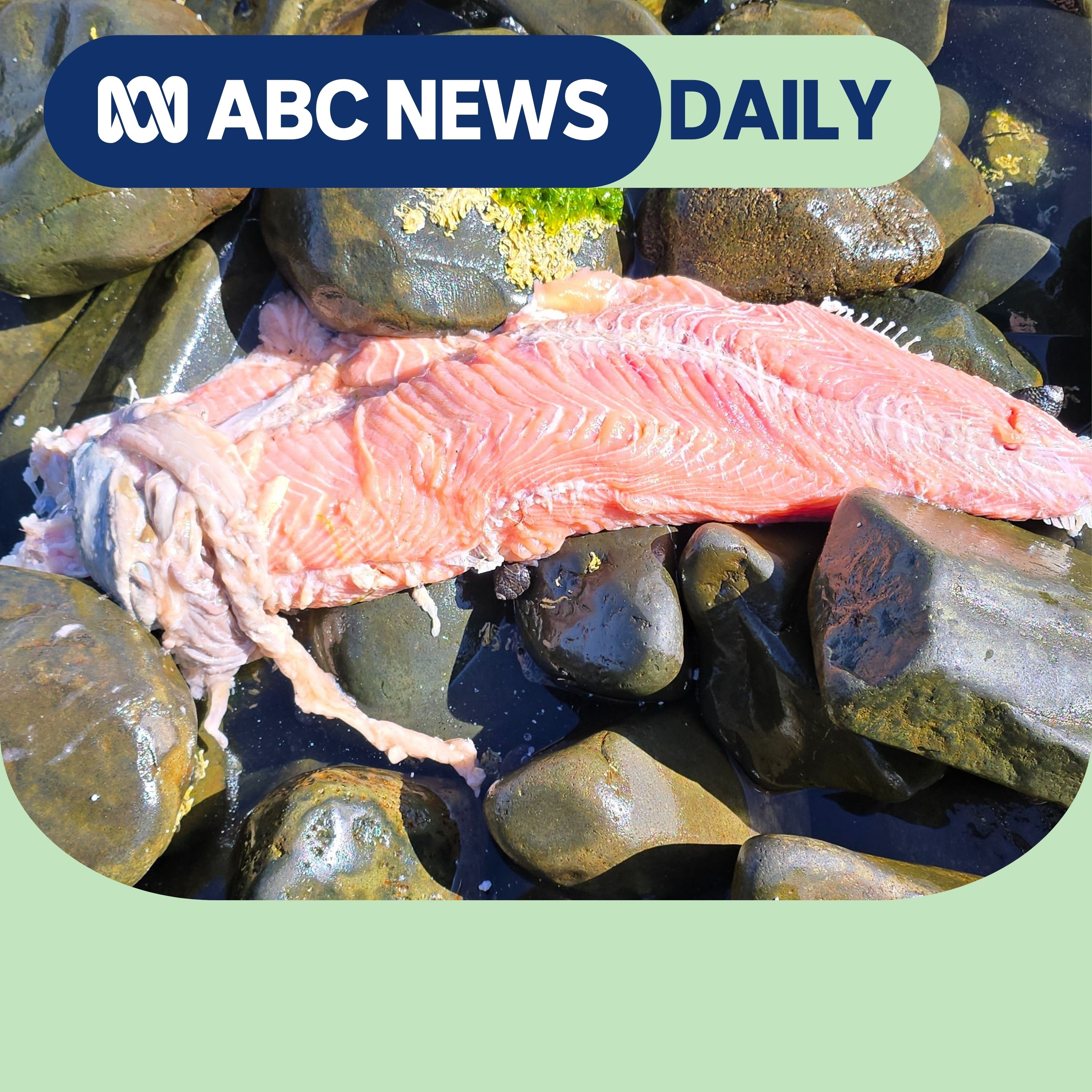 Understanding the Tasmanian salmon saga