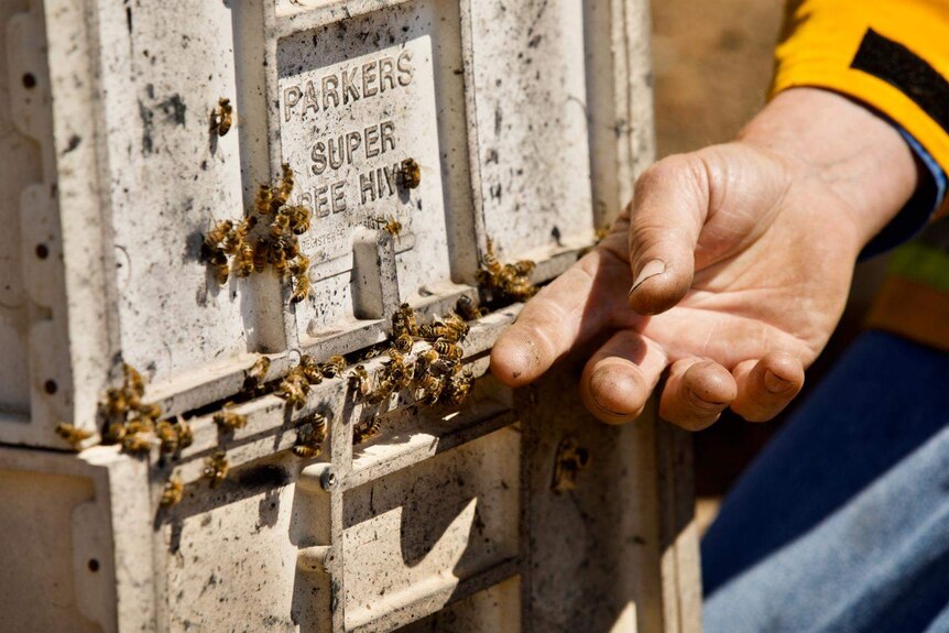 A hand touching bees on the side of a beehive