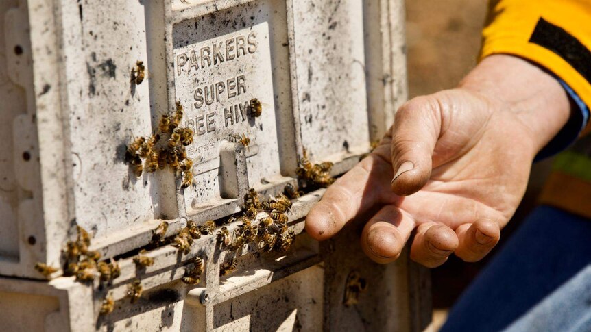 A hand touching bees on the side of a beehive