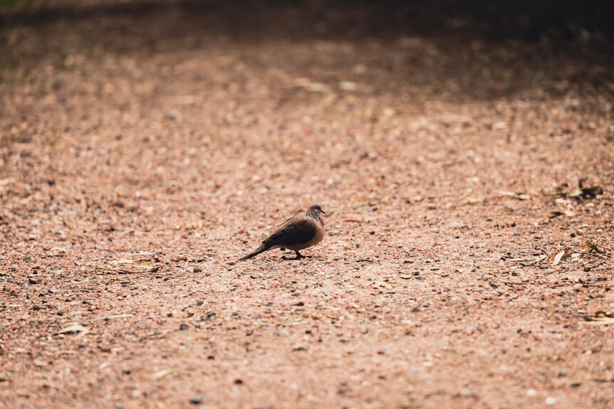 A brown bird is camouflaged by its surrounds as it stands on a path of dirt and leaf litter in the Australian bush