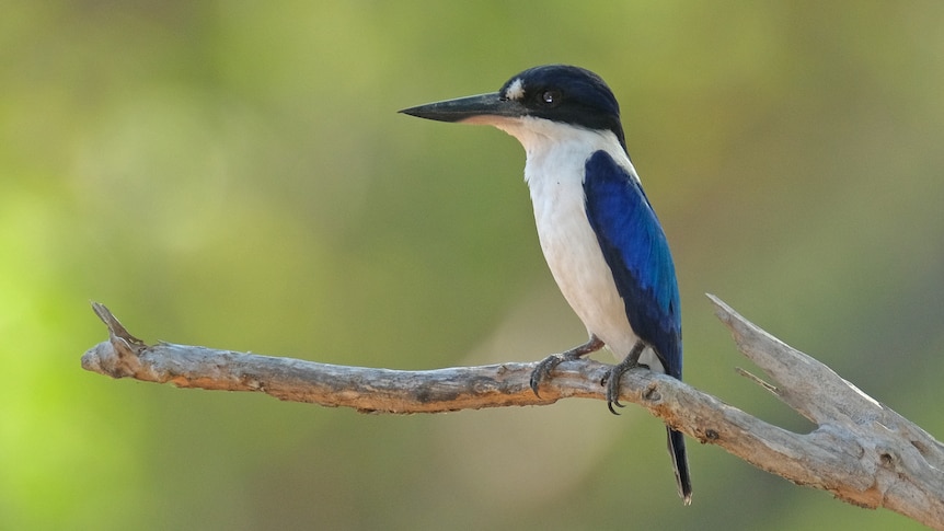 A Forest Kingfisher with a long beak, black head, white breast and blue tail feathers, sitting on a branch