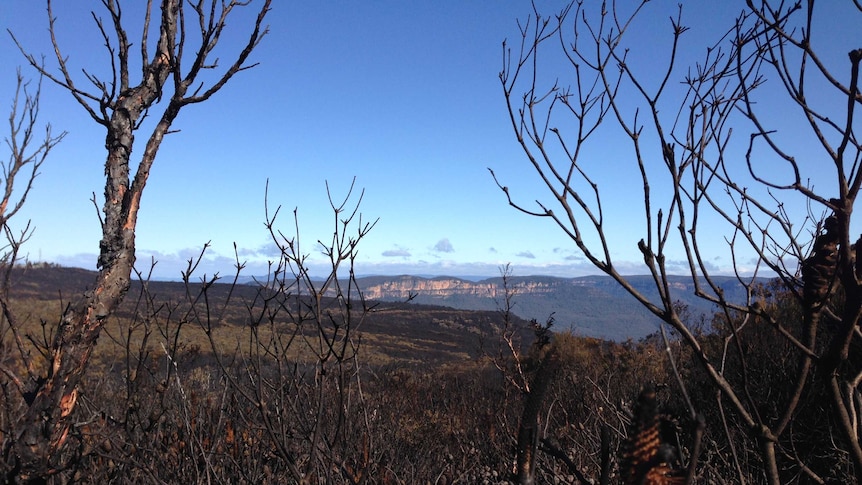 Bushfire blackened scrub Wentworth Falls