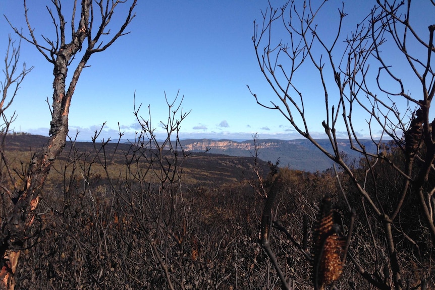 Bushfire blackened scrub Wentworth Falls