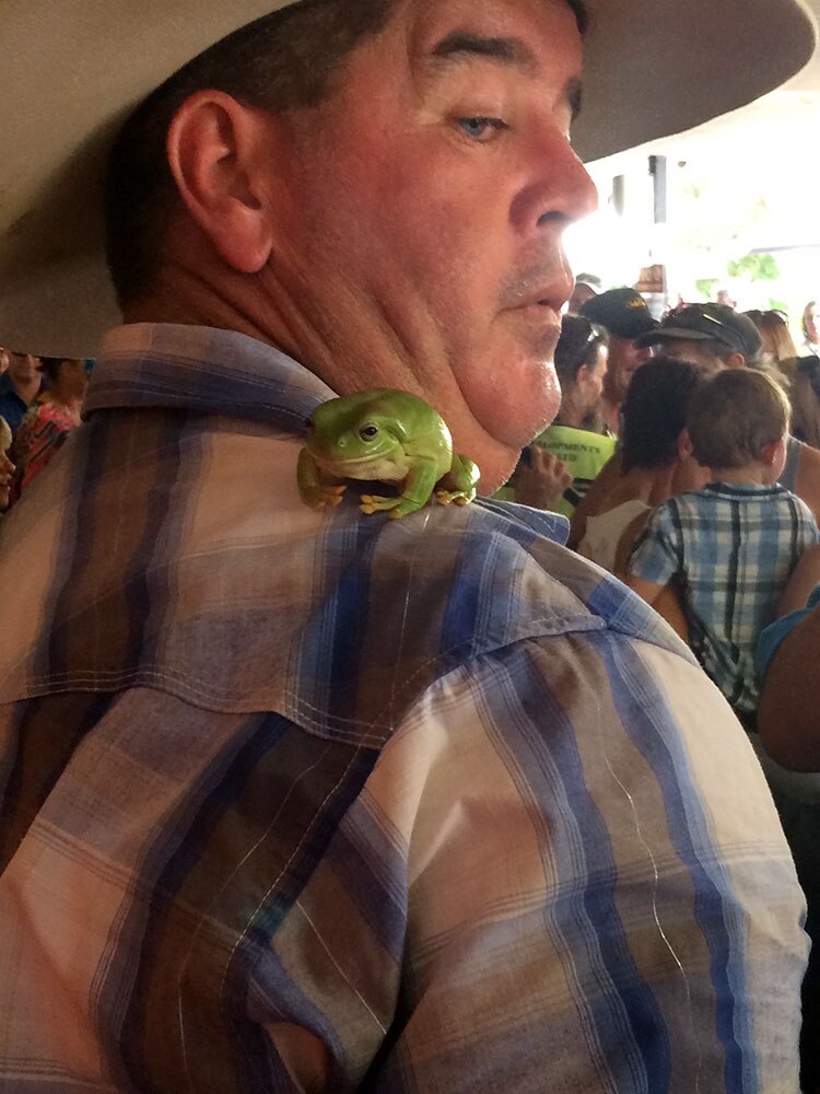 Noonamah frog races draw hundreds to raise money for charity - ABC News