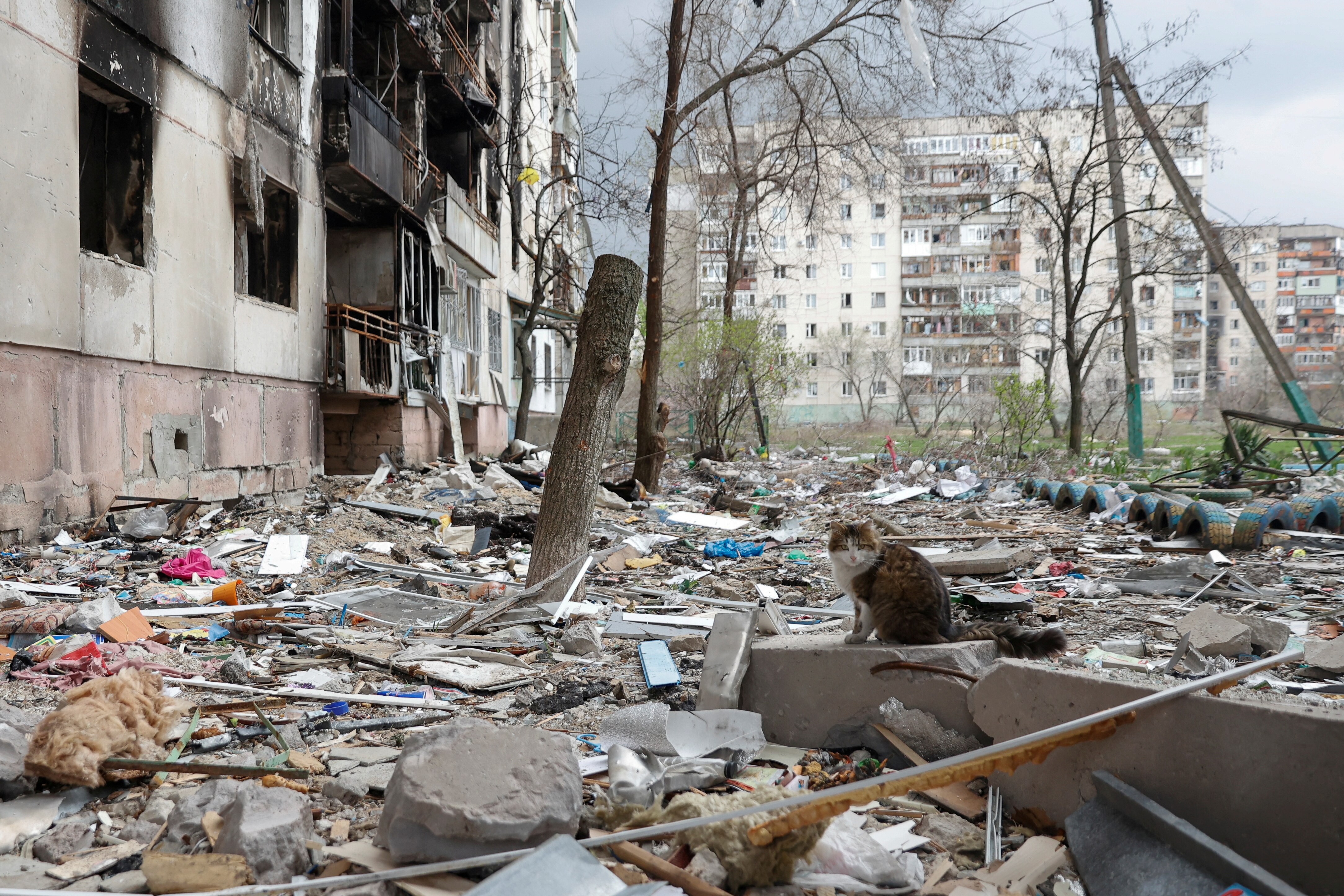 A cat sits on debris of a residential building damaged by a military strike.
