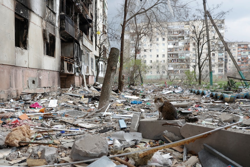 A cat sits on debris of a residential building damaged by a military strike.