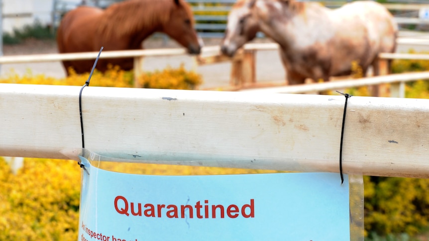 Quarantined hendra horses