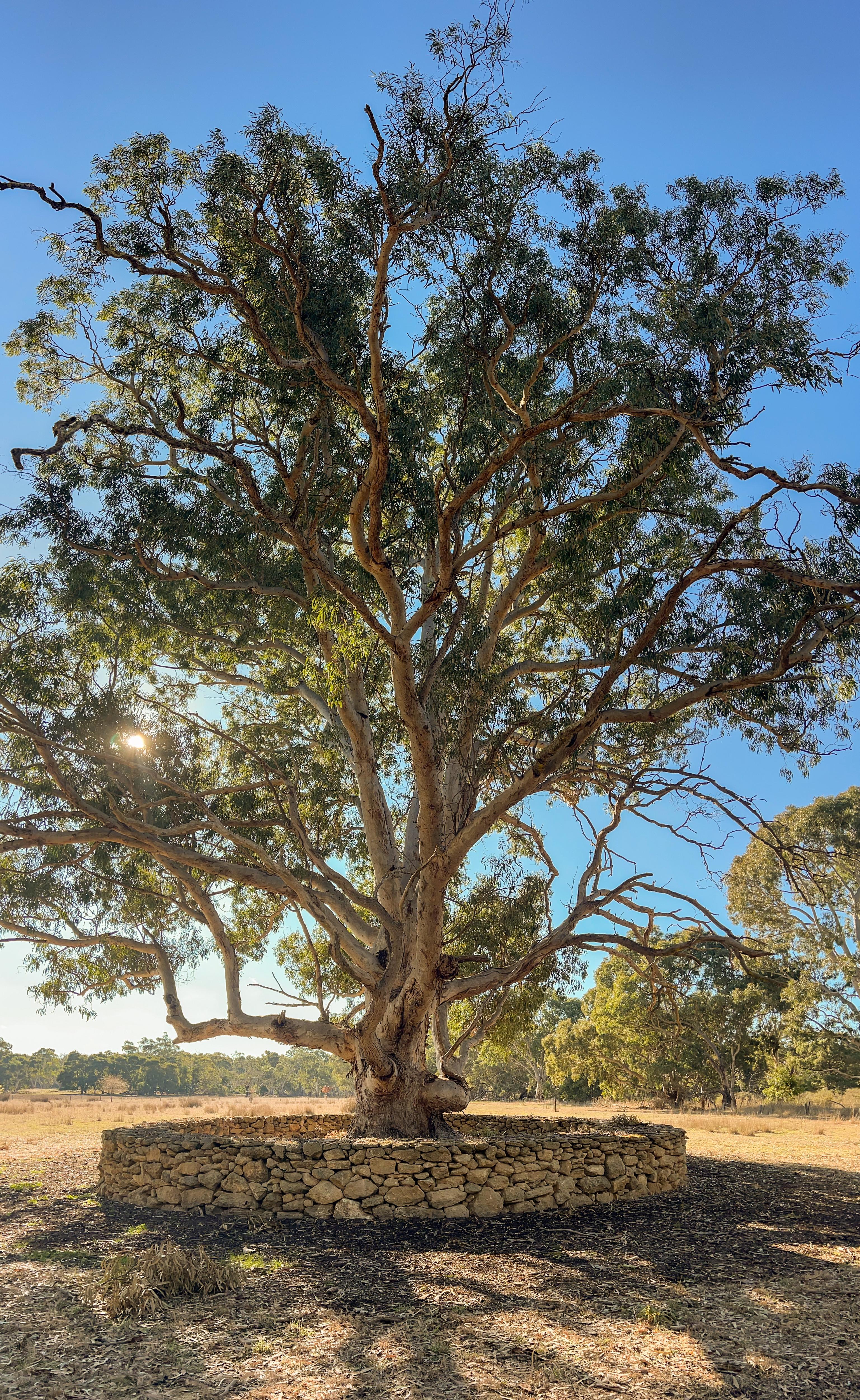 a gum tree encircled by a drystone wall