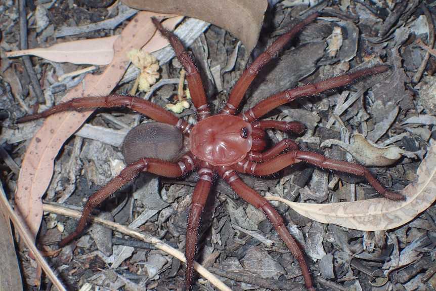 A large spider of striking hue, its legs splayed as it sits among dirt and leaves.