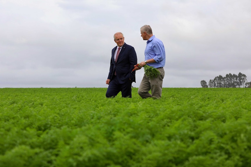 The leaders look at each other as they walk through a knee-high carrot crop. Mr McCormack is carrying a bunch of carrots