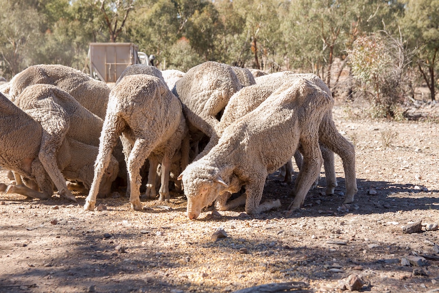 Merino wethers scramble for food on Matt Bartlett's property near Warwick in June 2019.