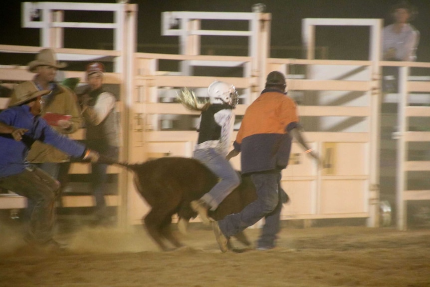 A blurry action-shot of a young girl, in a helmet, mid-ride on a calf, with men standing around for safety.