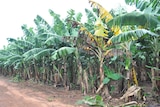 A banana plant with yellow leaves affected with panama disease stands among healthy plants.