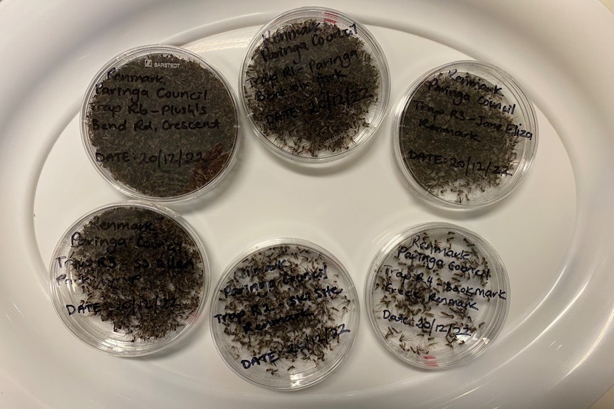 six clear petri dishes are full of hundreds of mosquitoes, with black writing on the petri lids