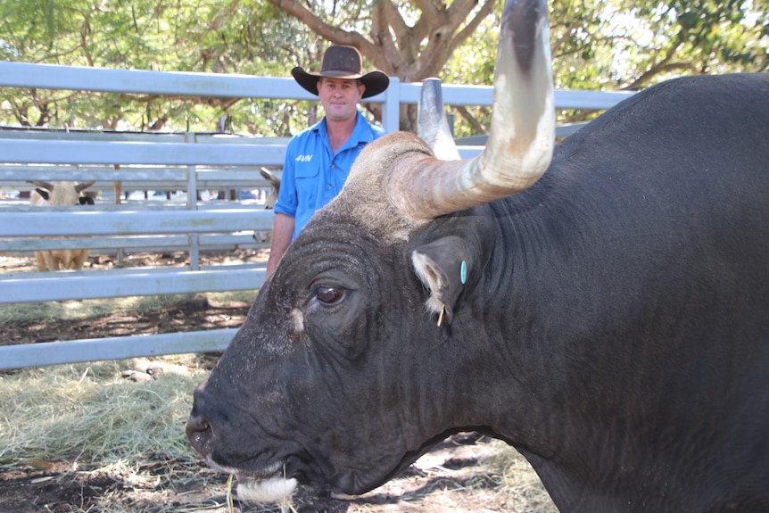 Black bull in front of the cowboy in blue shirt and dark cowboy hat