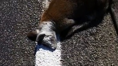 A wallaby is dead  on the road, there is a white line over its head.