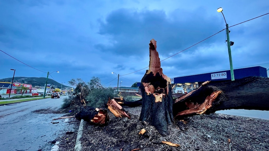 Damaging winds flattened trees and power lines across Albany and Denmark overnight.