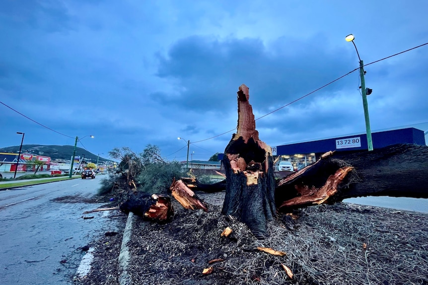 Damaging winds flattened trees and power lines across Albany and Denmark overnight.