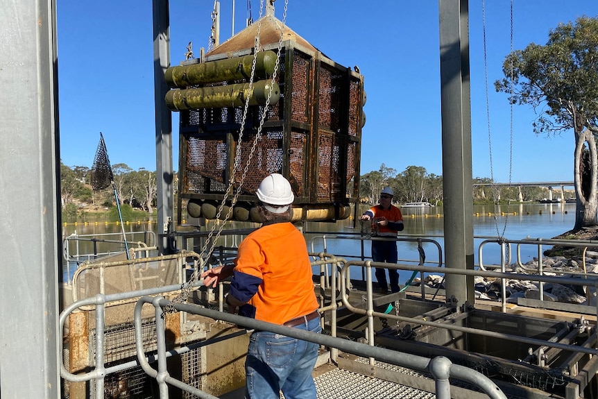 A cage being lifted from the river with carp inside.