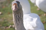 A close-up of a goose, one of many that roam the streets of Riddells Creek