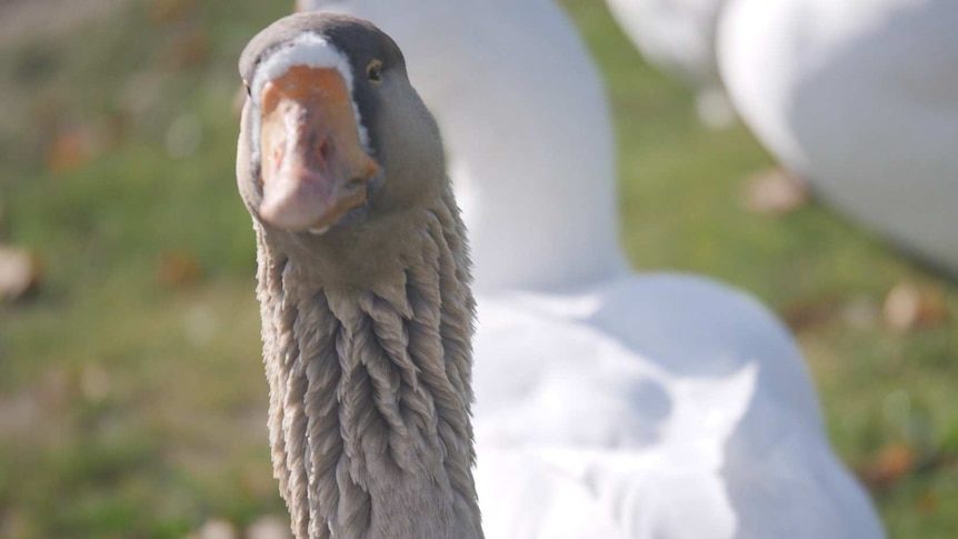 A close-up of a goose, one of many that roam the streets of Riddells Creek