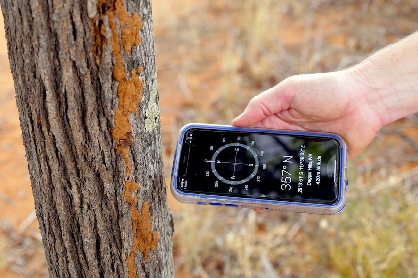 A hand holding a phone with the compass app at the tree to show it's accuracy