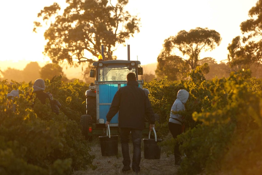 Harvesting grapes