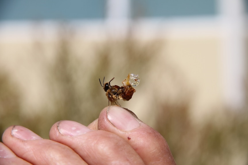 Bee penis