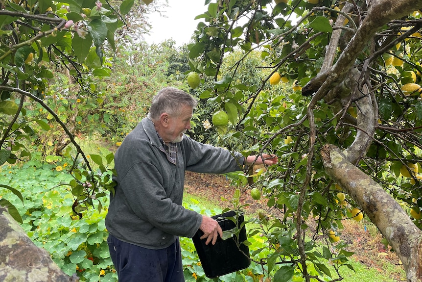 An older man stands picking lemons from a tree.