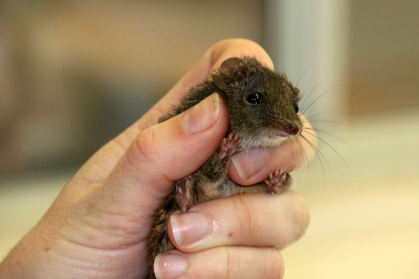 The brown antechinus is being reintroduced to North Head in Sydney, after being driven to extinction in the area decades ago.