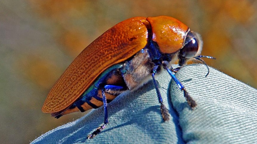 A photo of the Jewel beetle, Julodimorpha bakervelli.