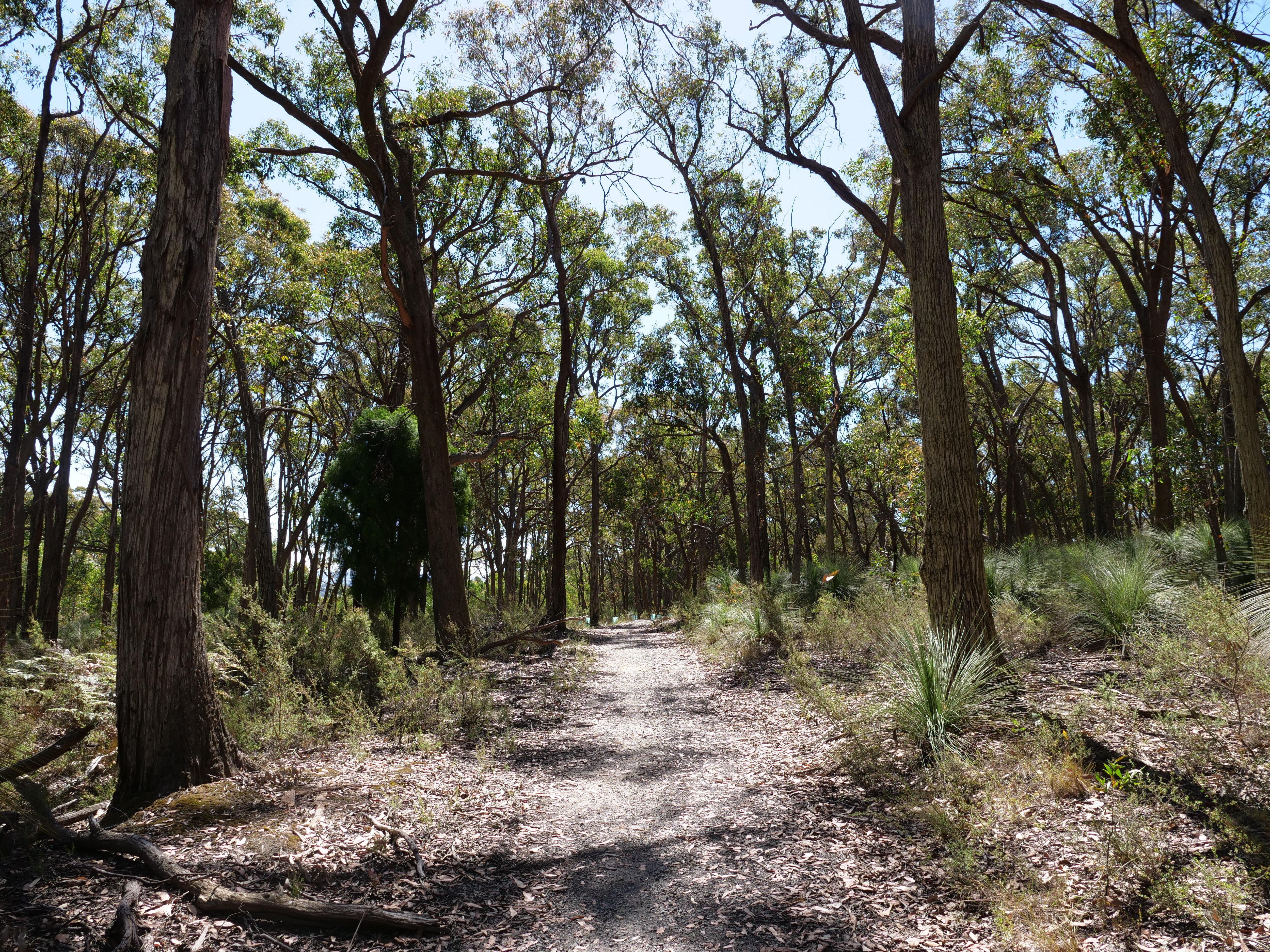 A walking trail through trees