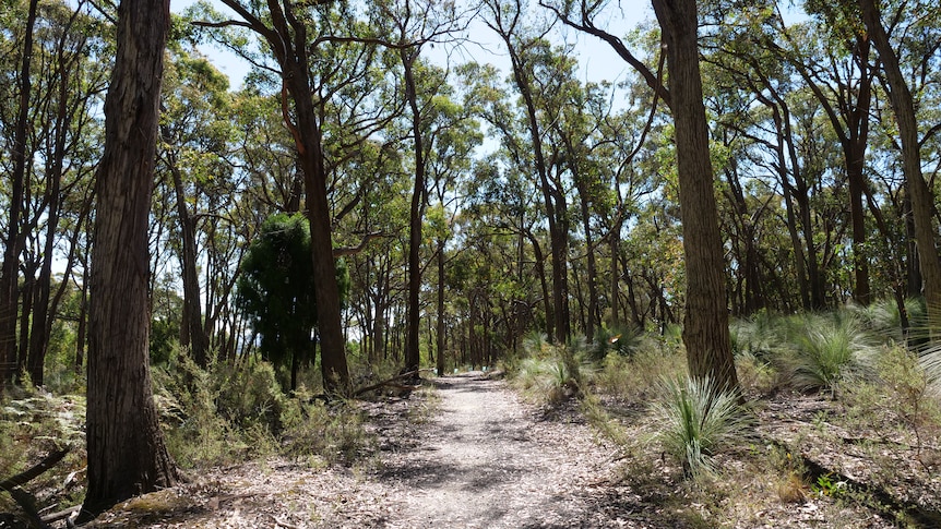 A walking trail through trees