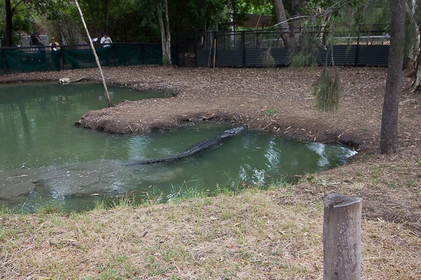 A saltwater crocodile in an enclosure at a conservation park.