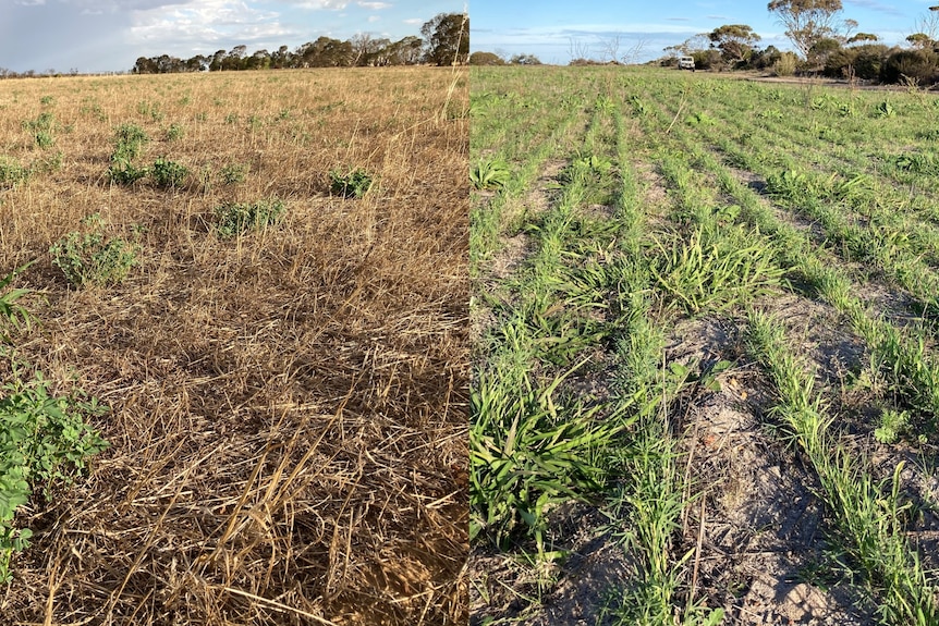 A farm before (left) and after (right) seeding a crop.