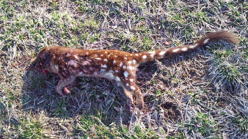 The dead spotted-tailed quoll was found on Johnson Drive in Tuggeranong.