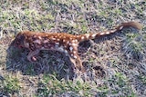 The dead spotted-tailed quoll was found on Johnson Drive in Tuggeranong.