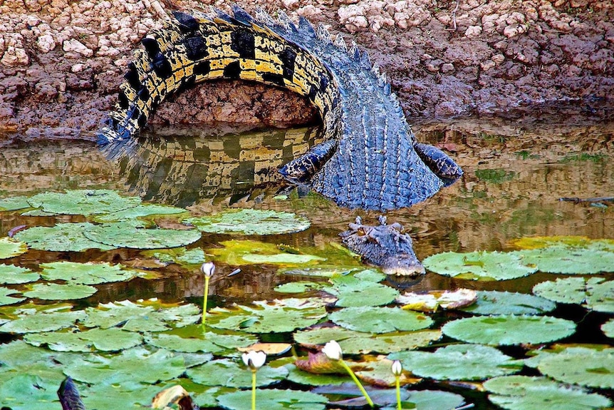 A crocodile slips into the water in the Kakadu National Park.