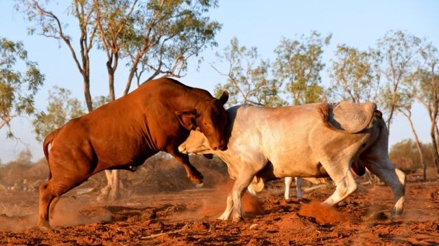 Two bulls fight on Ourdel Station, Windorah