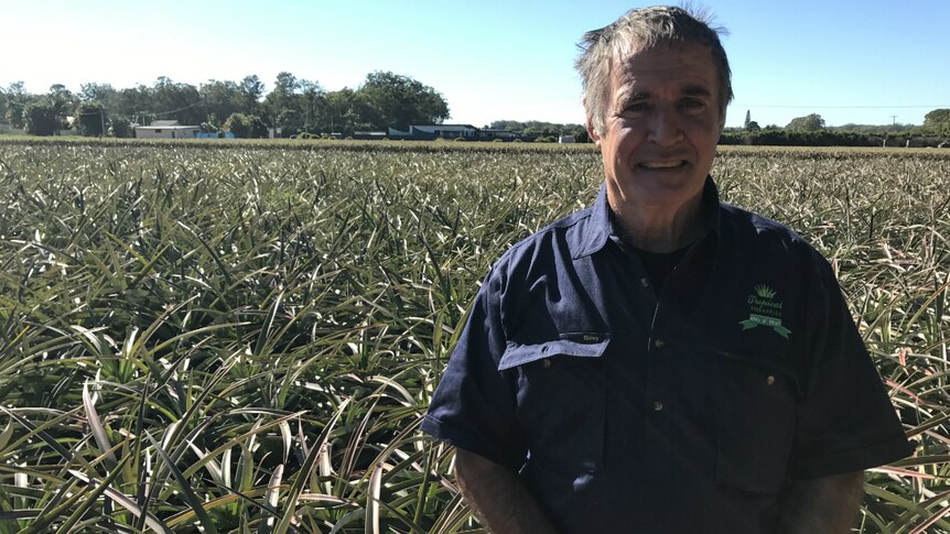 Robert Frizzo stands with his hands folded in front of a pineapple patch.