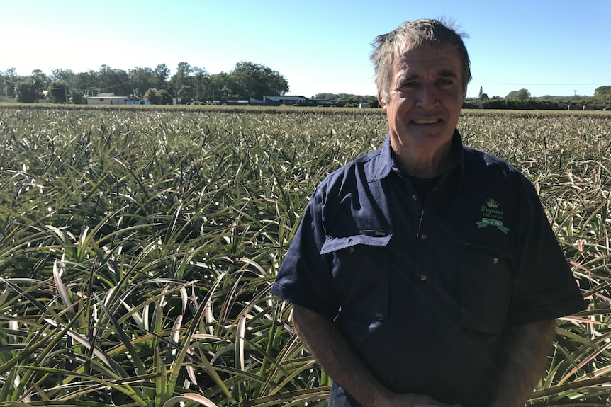 Robert Frizzo stands with his hands folded in front of a pineapple patch.