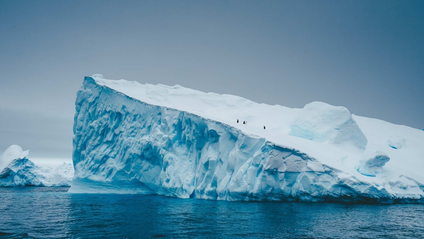 Adélie penguins in Antarctica on top of an iceberg