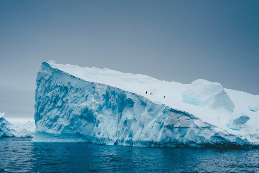 Adélie penguins in Antarctica on top of an iceberg