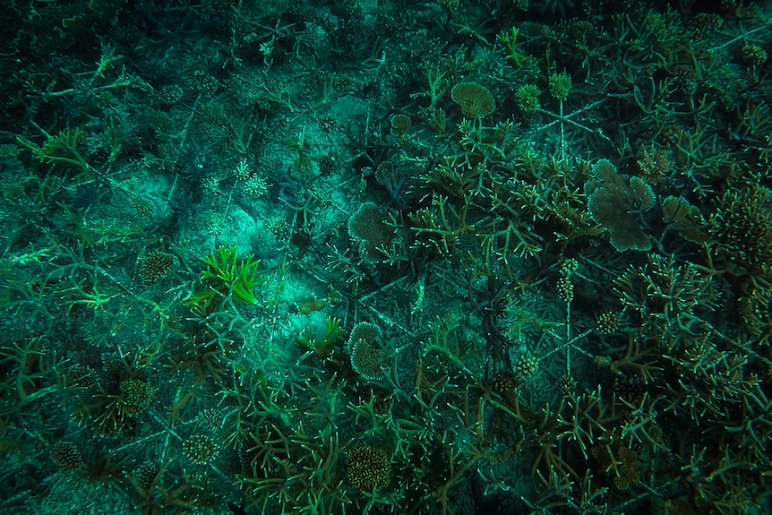 view of seabed with metal star structures with coral.