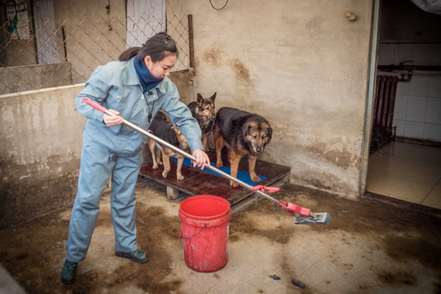 Jia Tingting cleaning an enclosure at a dog shelter, while three rescue dogs look on