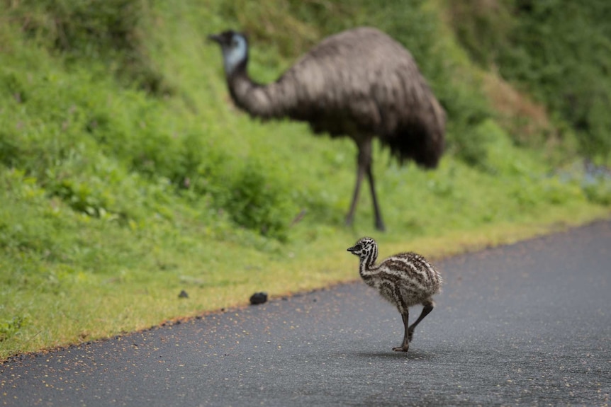 Tiny stripy emu chick in foreground, with large emu in background