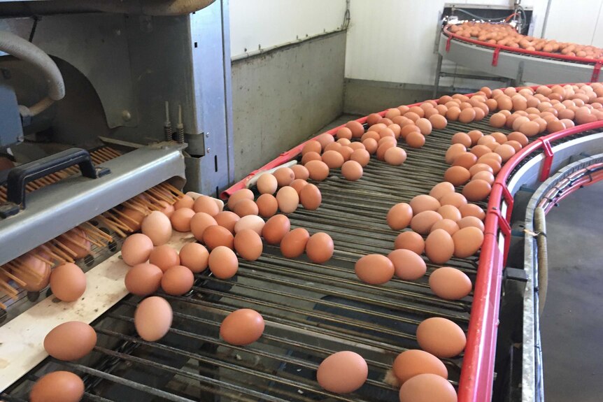Hundreds of eggs on conveyer belts.