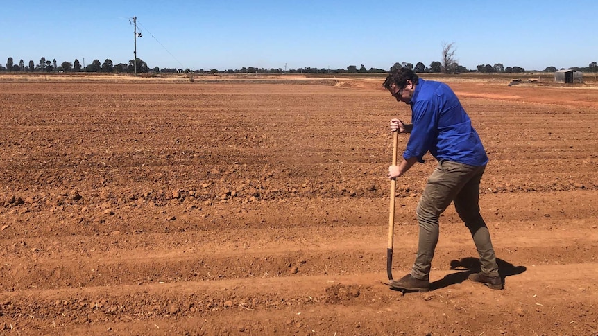 A man in a blue shirt with a shovel in tilled soils.