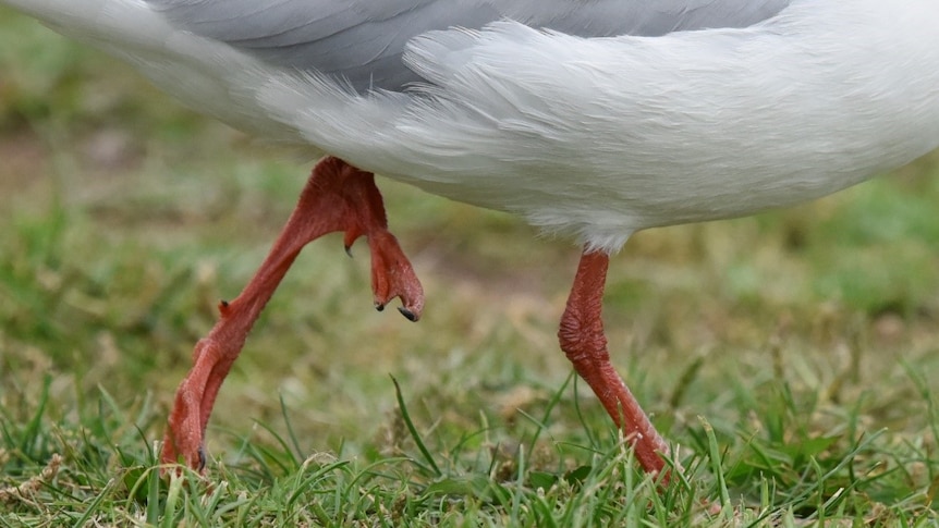 The bottom half of a bird showing an extra foot