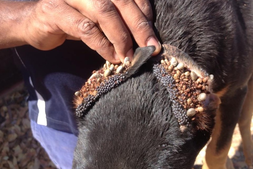 a dog's ears with heaps of ticks